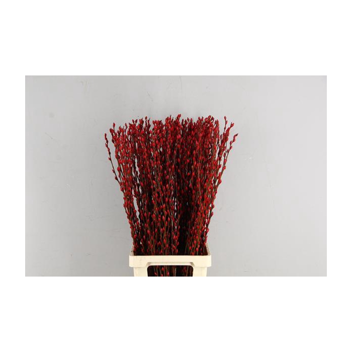 <h4>Salix Snowflake 90cm Red</h4>
