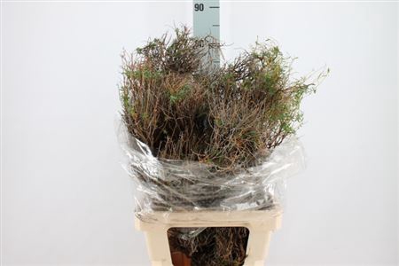 <h4>Euphorbia Spinoza Lang 450 Gram</h4>