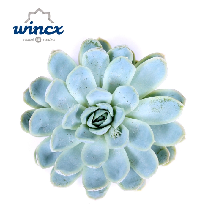 Echeveria Zonnestraal Cutflower Wincx-8cm