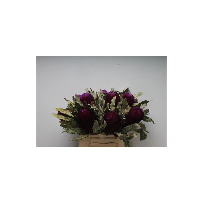 <h4>Banksia Menziesi Purple</h4>