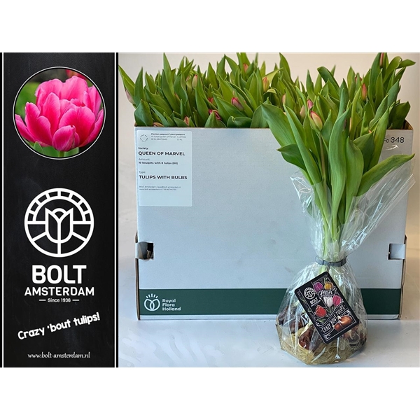 <h4>Queen of Marvel with bulbs - 8 Tulips in bouquet</h4>