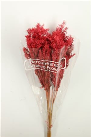 <h4>Dried Umbr. Plant Red Bunch</h4>