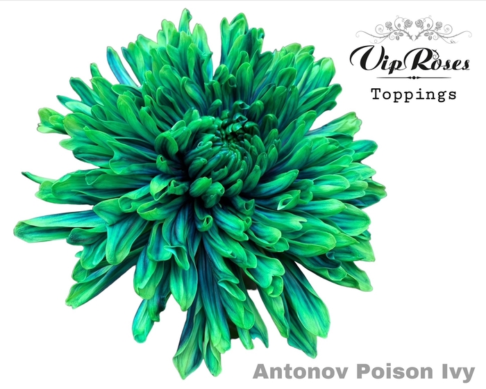 <h4>Chr G Antonov Poison Ivy</h4>