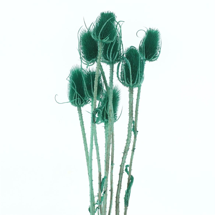 Dried Echinops Bleached Green (8st P Bunch)