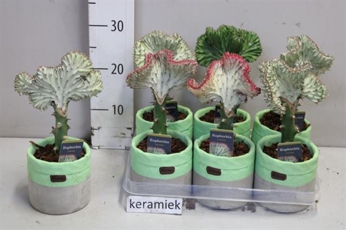 <h4>Euphorbia lactea Cristata</h4>
