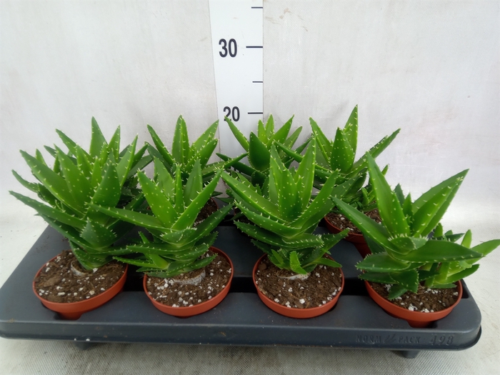 <h4>Aloe perfoliata</h4>