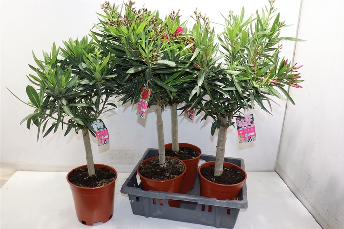 <h4>Nerium Oleander Mixed</h4>