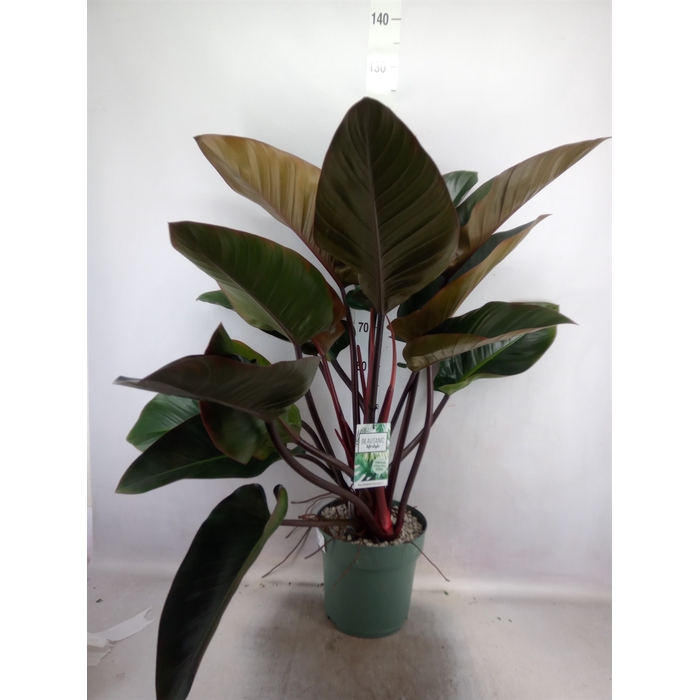 <h4>Philodendron  'Red Beauty'</h4>