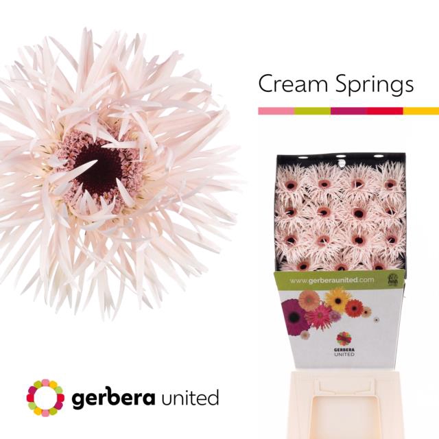 Gerbera diamond cream springs