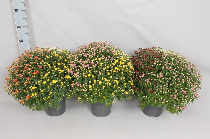 Bolchrysant jasoda  Trio 3 kleuren per pot