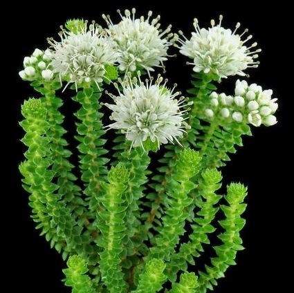 <h4>Greens - Agathosma Flowering</h4>