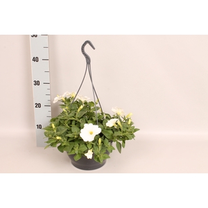 Hangpot 23 cm Petunia White