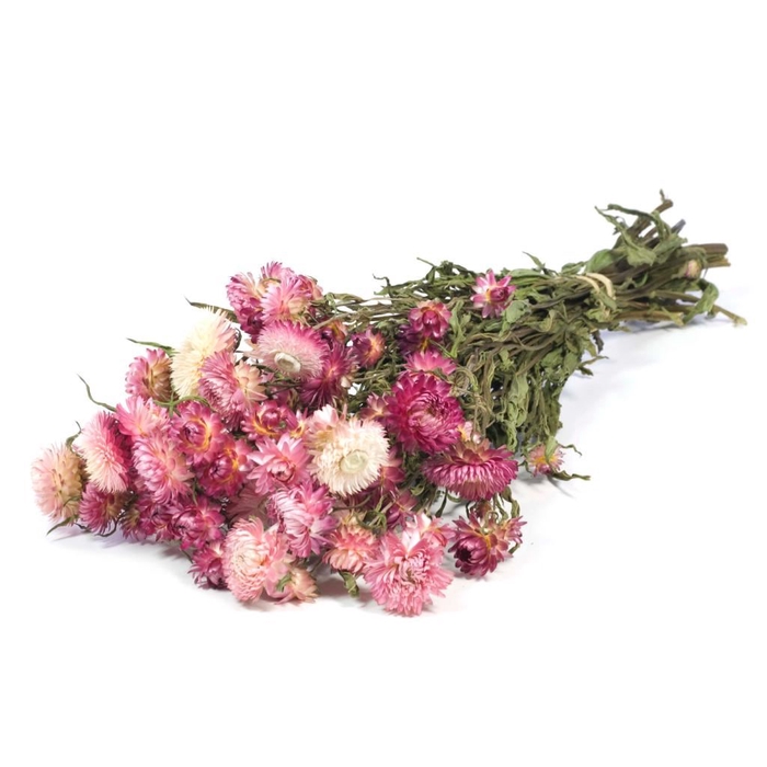 Helichrysum natural pink