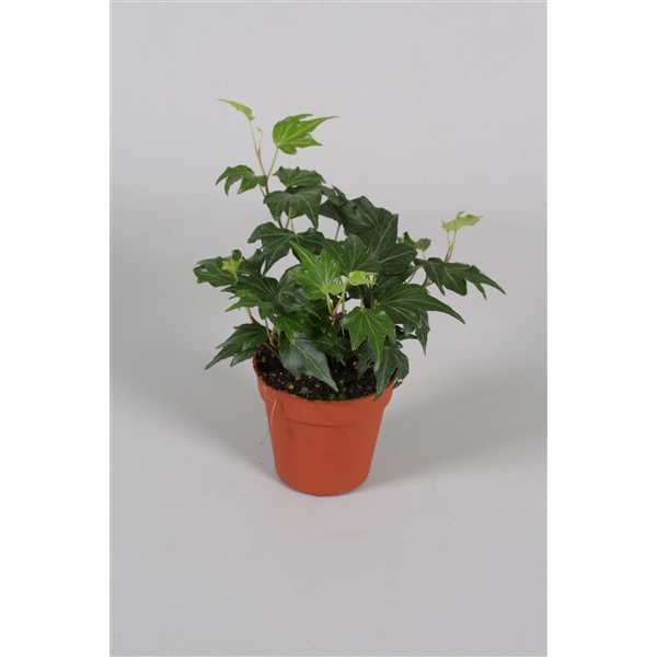 <h4>Hedera helix Green Ripple</h4>