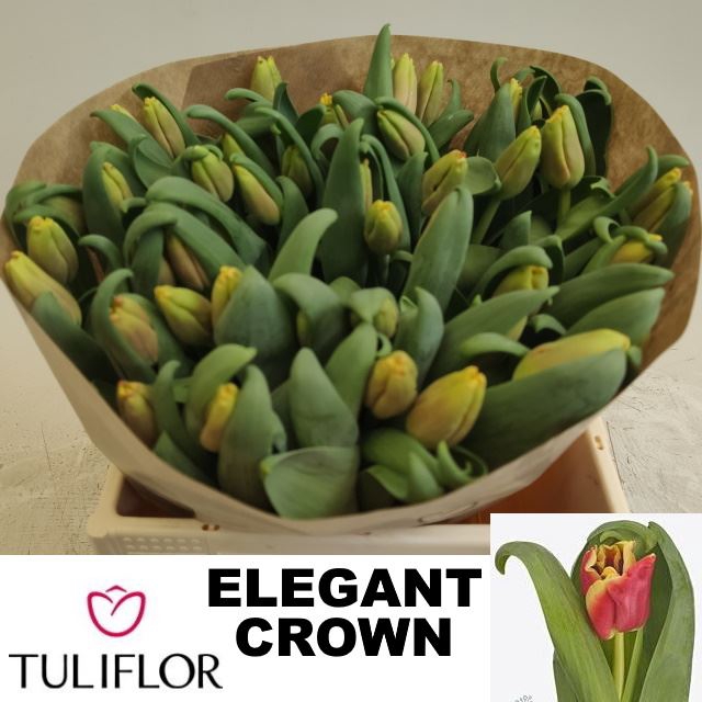<h4>Tulipa (Cor. (Coronet Grp) Elegant</h4>