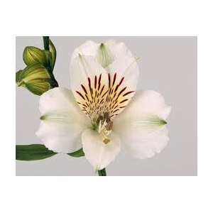 Alstroemeria blanca select (BENCHMARCK)