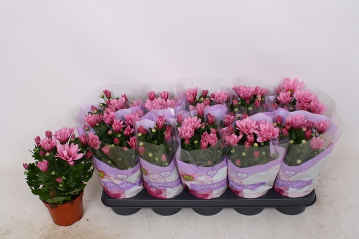 <h4>Chrysanthemum (Ind. Breeze Pink</h4>