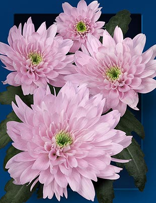 Chrysanthemum spray euro rosa pantera