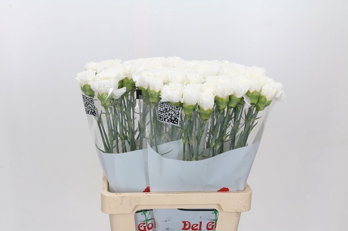 <h4>Dianthus St Holly</h4>