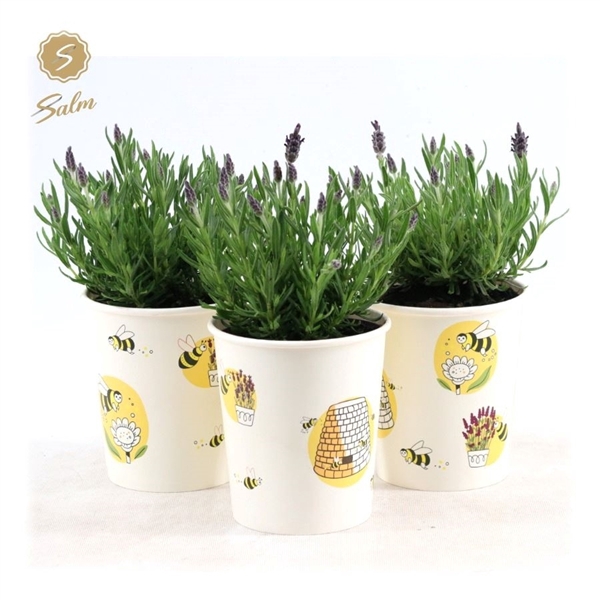<h4>Lavandula st. 'Anouk'® Collection P12 in Cup Bee</h4>