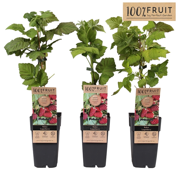 <h4>Rubus Thornless Loganberry P15</h4>
