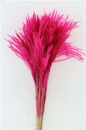 <h4>Dried Stipa Feather Cerise P. Stem</h4>