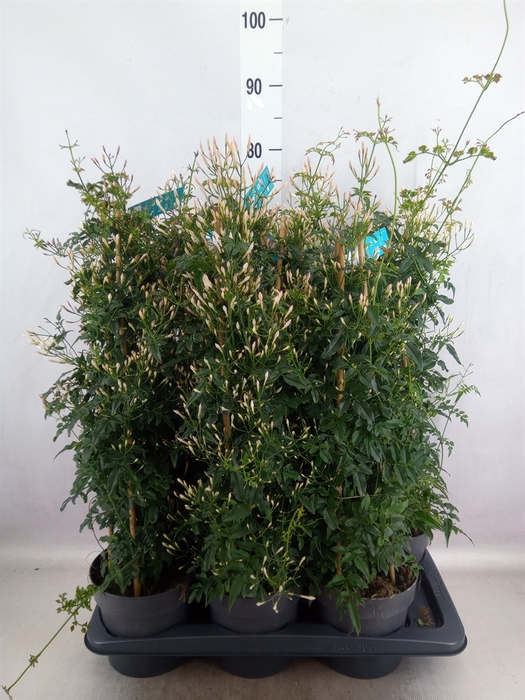 <h4>Jasminum polyanthum</h4>
