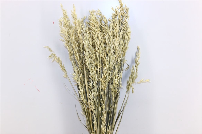 Dried Avena Exclusive White Bunch