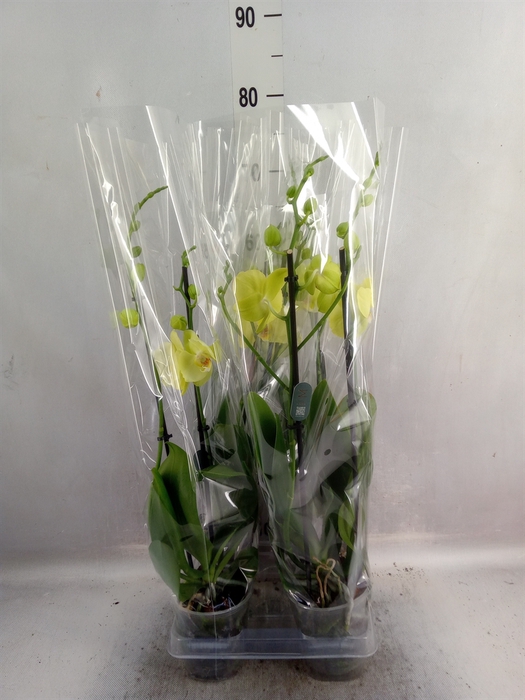 Phalaenopsis  'FC Mirage'