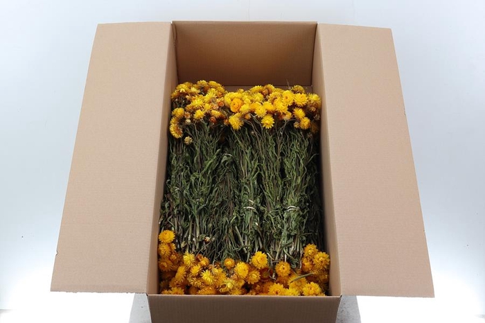 <h4>Helichrysum Dried Yellow 100gr</h4>