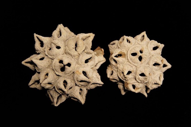 <h4>Dried spidergum knobs stonewashed white kilo/bags</h4>