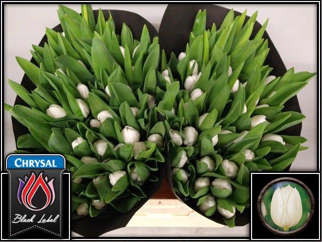 <h4>Tulipa enke. Triumf Grp Royal Virgi</h4>