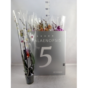 Phalaenopsis   ...mix  8