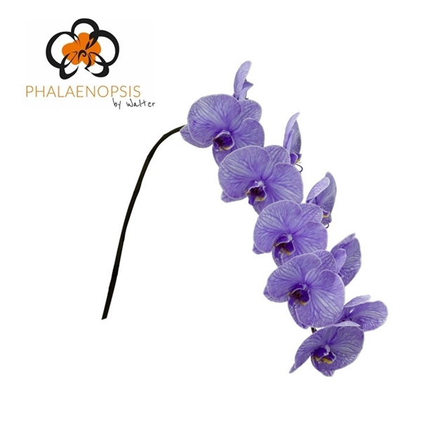 <h4>Phalaenopsis paint purple</h4>