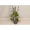 vaste planten 19 cm  Salvia fashionista Evening Attire