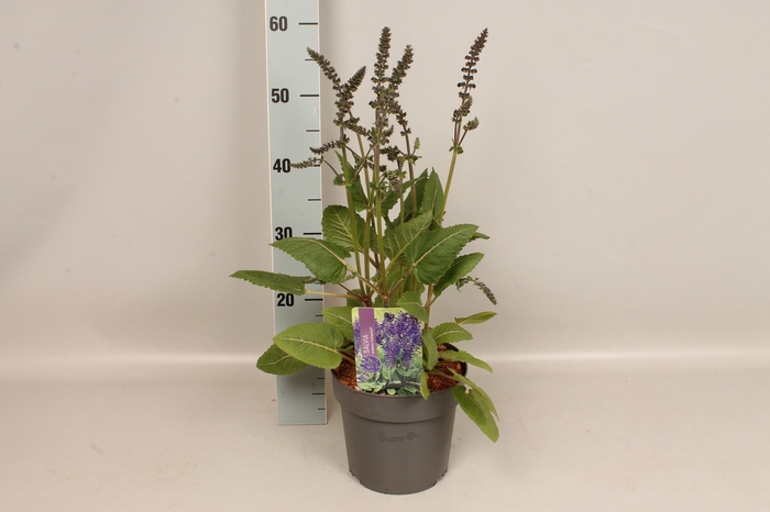 <h4>vaste planten 19 cm  Salvia fashionista Evening Attire</h4>