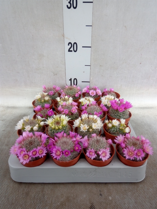 <h4>Cactus   ...flowering</h4>