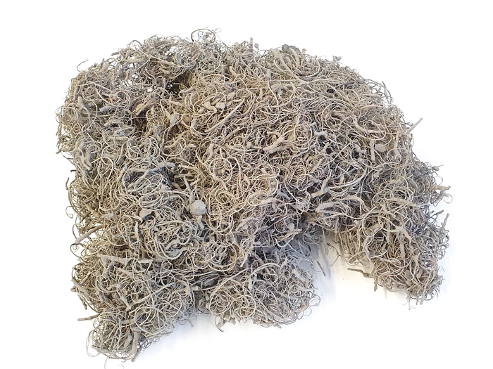 <h4>Curly moss 500gr in poly frosted grey</h4>