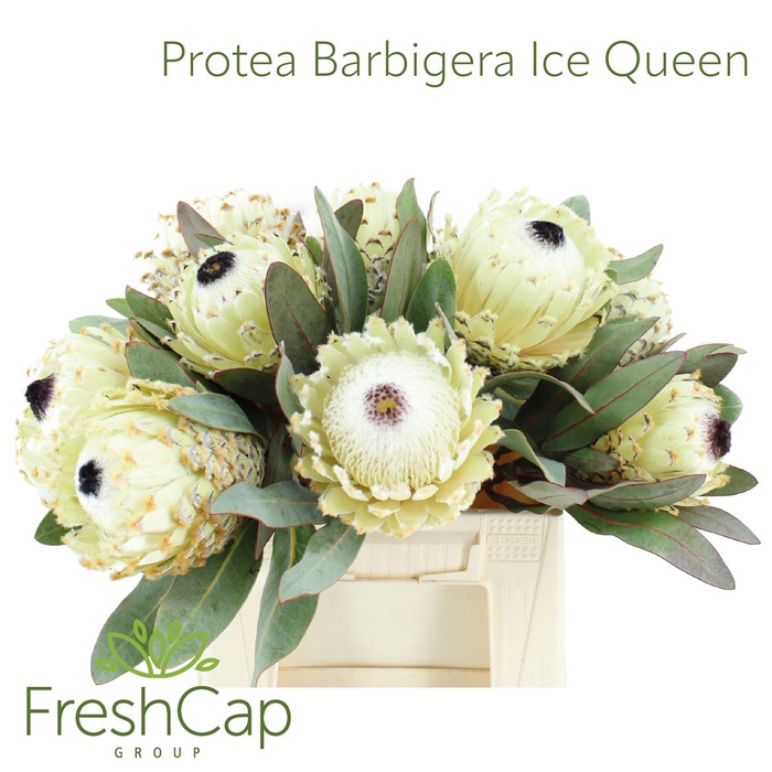 <h4>Protea Barbigera Ice Queen</h4>