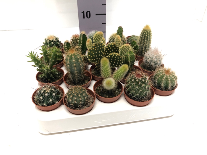 Cactus mix 5,5Ø 5cm