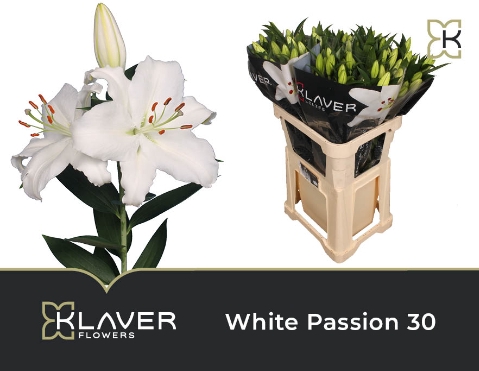 <h4>Lilium or white passion</h4>