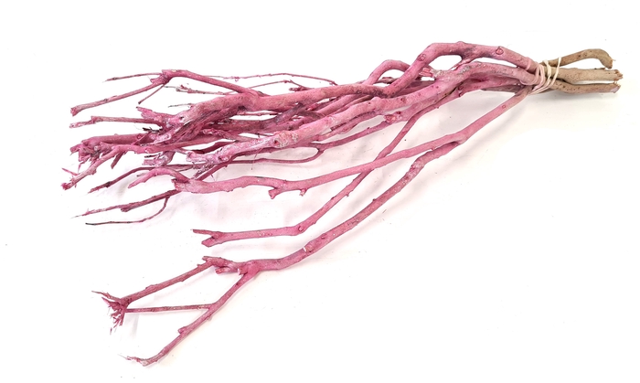 <h4>Curly bush ± 40cm 5pc per bunch frosted pink</h4>
