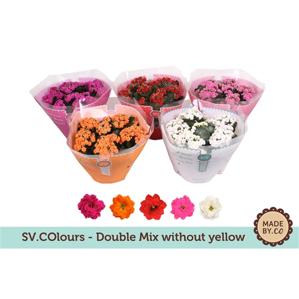 <h4>Kalanchoë Double Mix in SV.COloursleeve - without yellow</h4>