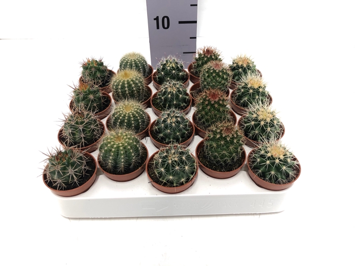 Cactus mix 8,5Ø 5cm