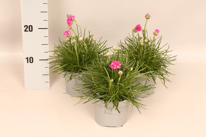 <h4>vaste planten 12 cm Armeria maritima Rose</h4>