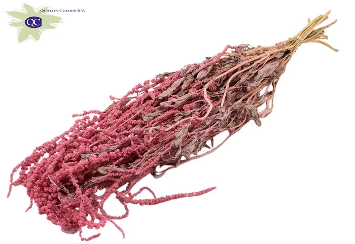 <h4>Hang amaranthus ± 90cm p/bunch pink</h4>