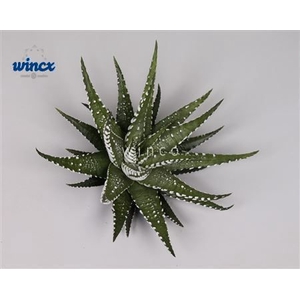 Haworthia big band cutflower wincx-5cm