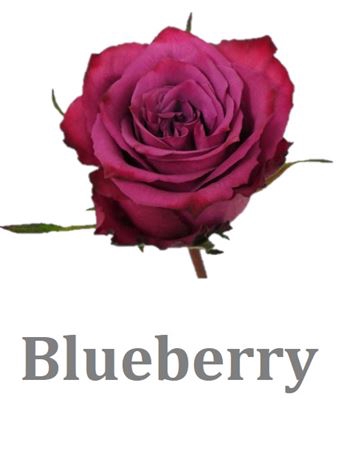 <h4>R Gr Blueberry</h4>
