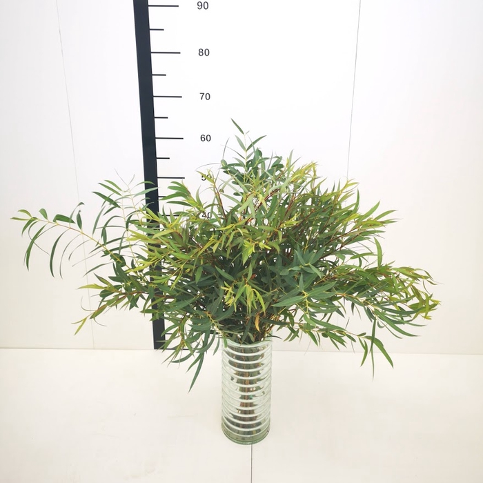 Eucalipto parvifolia