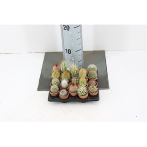 Cactus Gemengd 8 Srt P3.5